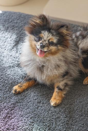 Actual product image Designed by Lotte Ribbed (Dog)