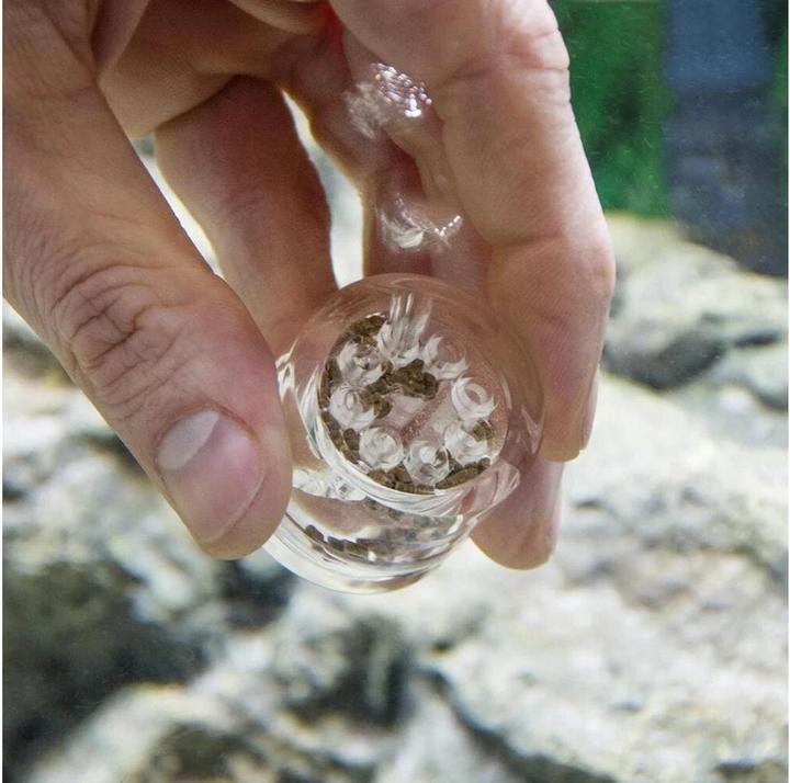 Produktbild Hobby Planarienfalle (Aquarium Reinigung)