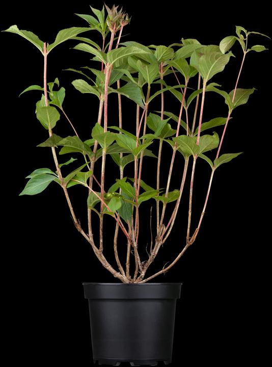 Image du produit Weigelie Ruby (100 cm)