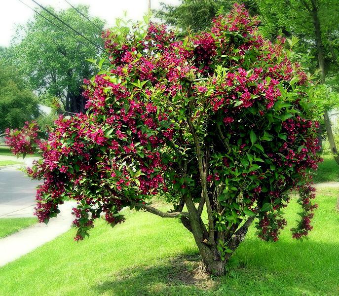 Image du produit Weigelie Ruby (100 cm)