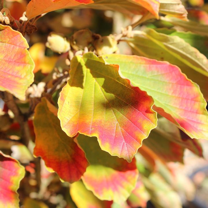 Immagine prodotto Zulauf Zaubernuss / Hamamelis in. 'Arnold Promise' (80 cm)