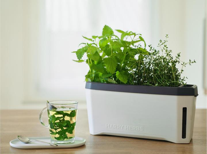 Actual product image Gusta Garden Kräutertopf HARRY HERBS mit Haube, Weiss (35.80 cm)