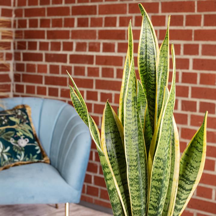 Image du produit Flowerbox Chanvre arctique - Sansevieria trifasciata Laurentii (45 cm)