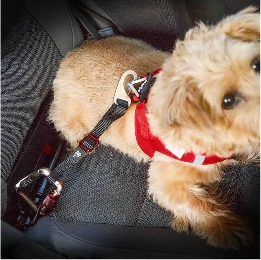 Image du produit Curli Sangle de sécurité pour voiture pour chiens 30 cm (Chien)