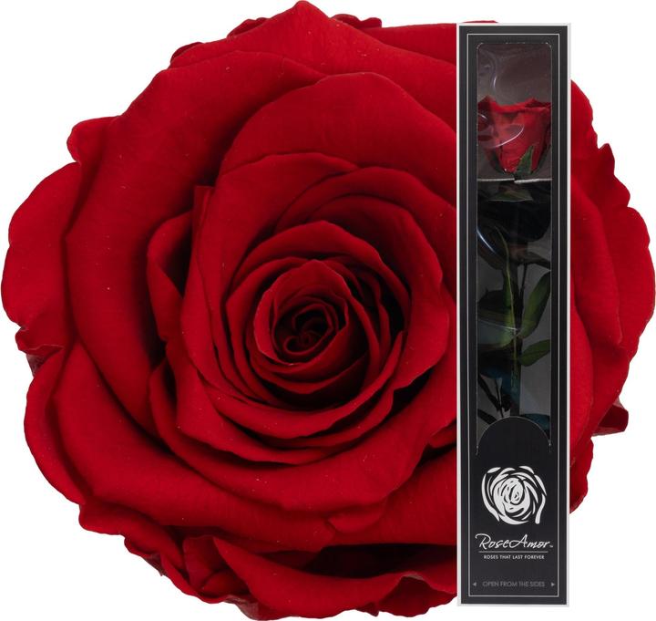 Migros Ostschweiz Premium Stielrose (Infinity Blumen)