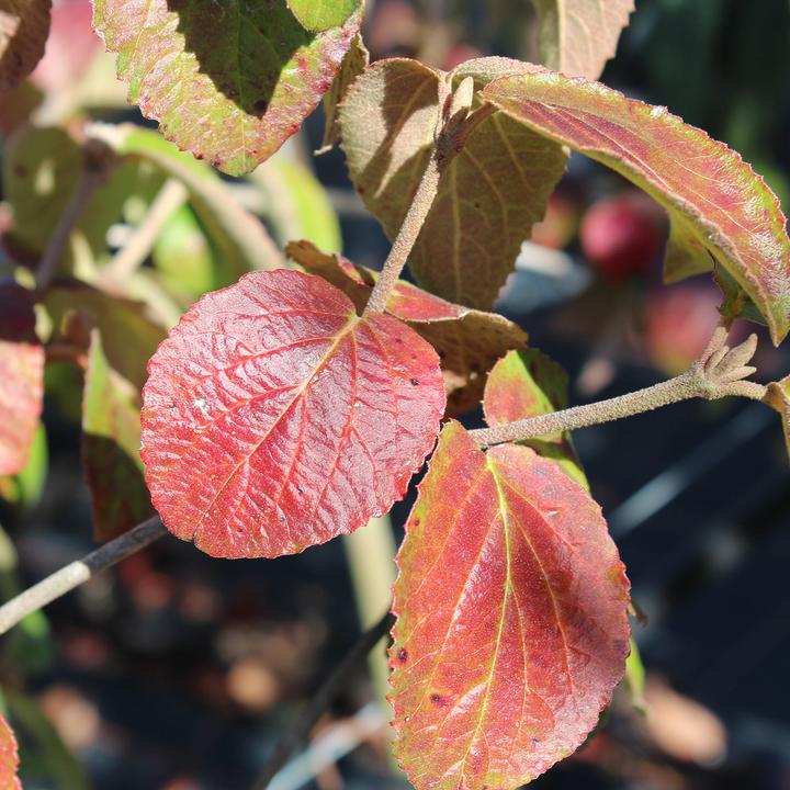 Produktbild Zulauf Koreanischer Duft-Schneeball / Viburnum carlesii 'Aurora' (80 cm)