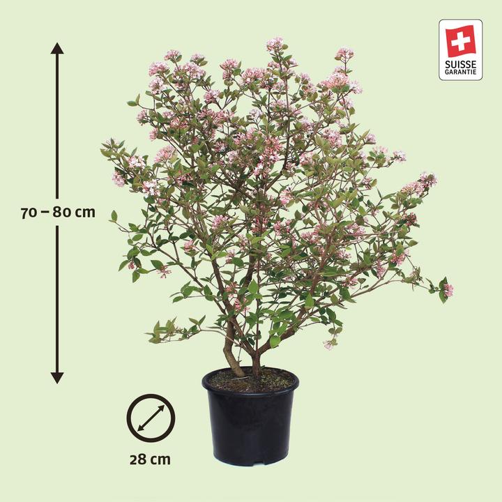 Actual product image Zulauf Grossblumiger Duft-Schneeball / Viburnum carlcephalum (80 cm)