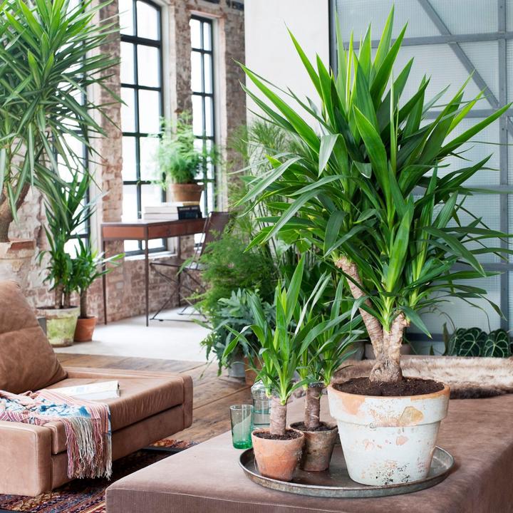 Immagine prodotto Plant in a Box Yucca elephantipes - (50 cm)