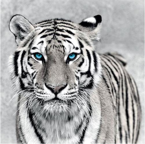 Produktbild Eibert Visual Weisser Tiger (45 x 45 cm)