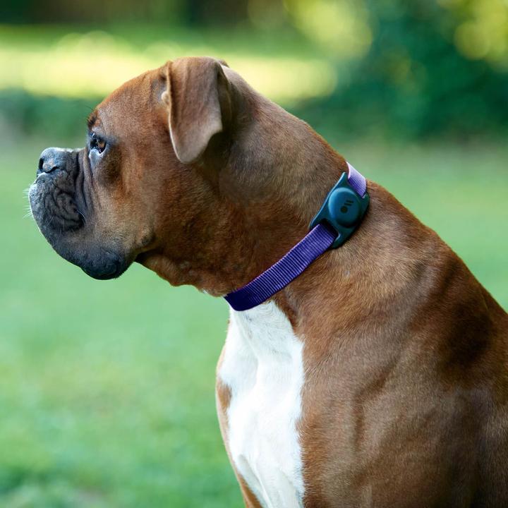 Actual product image Case-Mate AirTag Dog Collar Mount