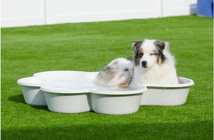 Actual product image Neogard Paw shape dog pool (Dog pool)