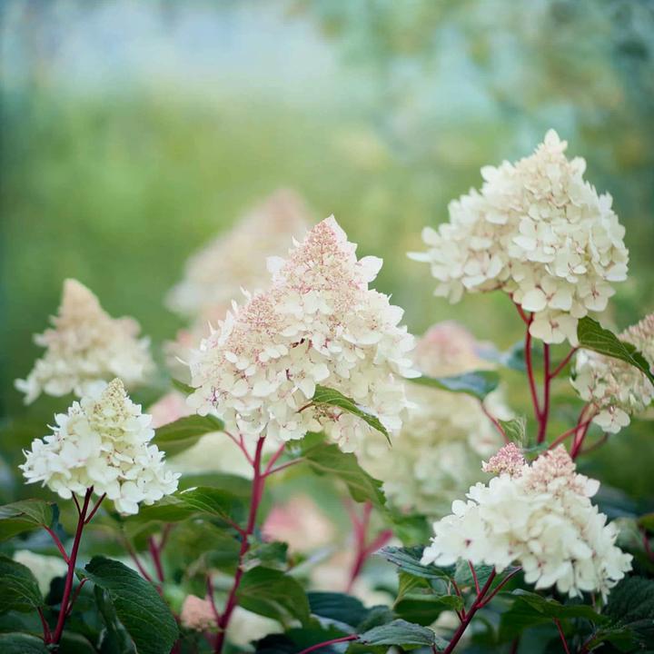 Image du produit Plant in a Box Hydrangea paniculata 'Early Harry' - Lot de 2 hortensias (25 cm)