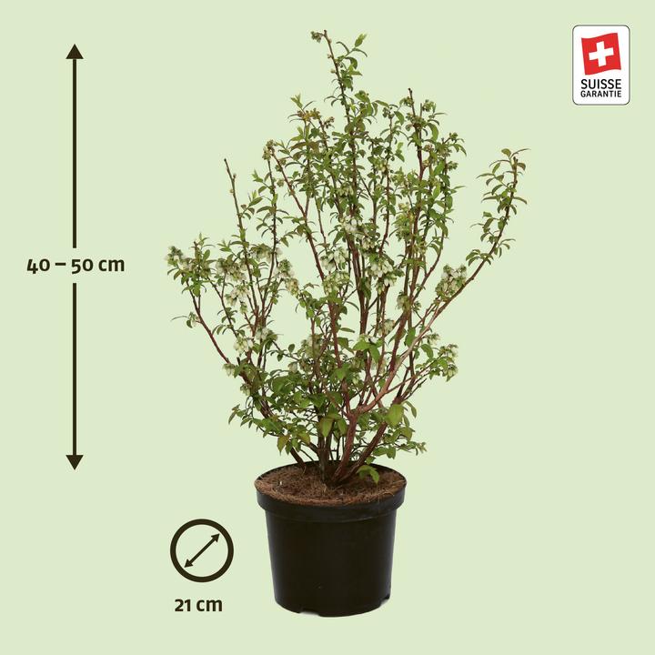 Produktbild Zulauf Kultur-Heidelbeere / Vaccinium corymbosum 'Darrow' (50 cm)