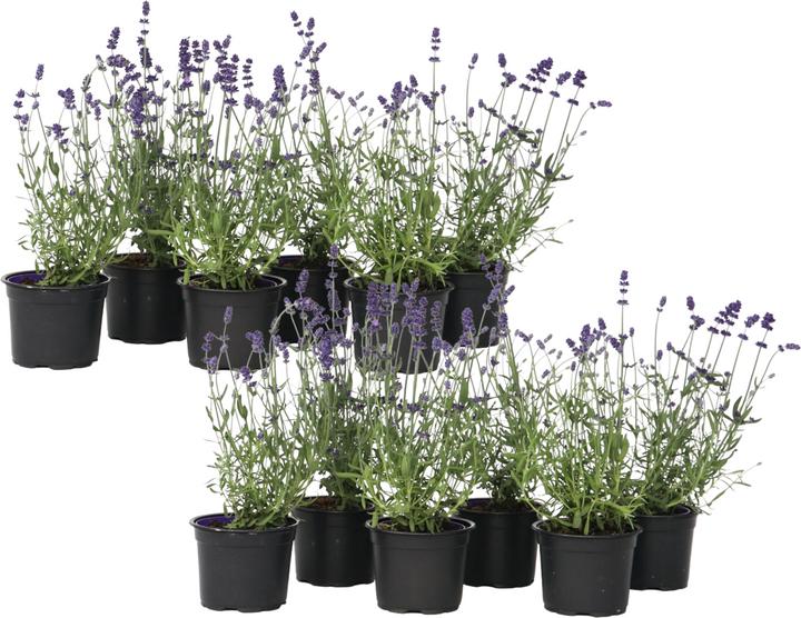 Image du produit Plant in a Box Lavandula angustifolia - Set de 12 fleurs (15 cm)