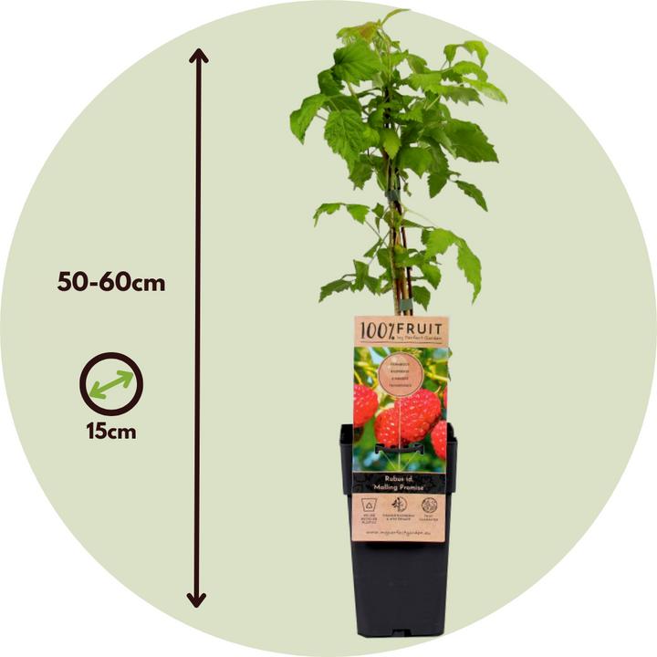 Actual product image Plant in a Box Rubus idaeus Malling Promise - set of 2 raspberry plants (50 cm)