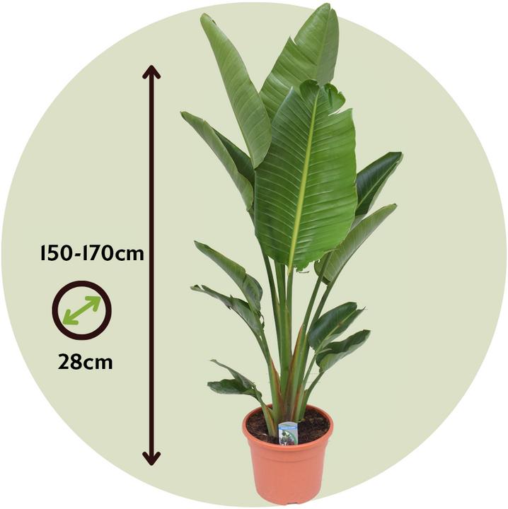 Image du produit Plant in a Box Strelitzia Nicolai - Fleur d'oiseau de paradis (155 cm)