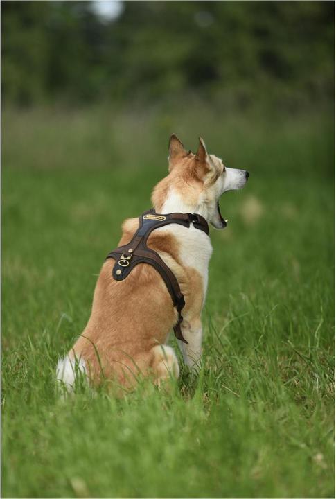 Produktbild Niggeloh Hundeführgeschirr Follow (L, Hund, Allgemein)