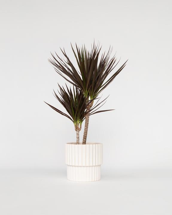 Actual product image Plant in a Box Dracaena Marginata Magenta - Dragon Tree (70 cm)