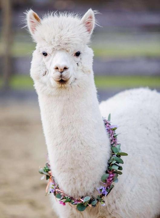 Actual product image Ravensburger Puzzle alpaca (200 pieces)