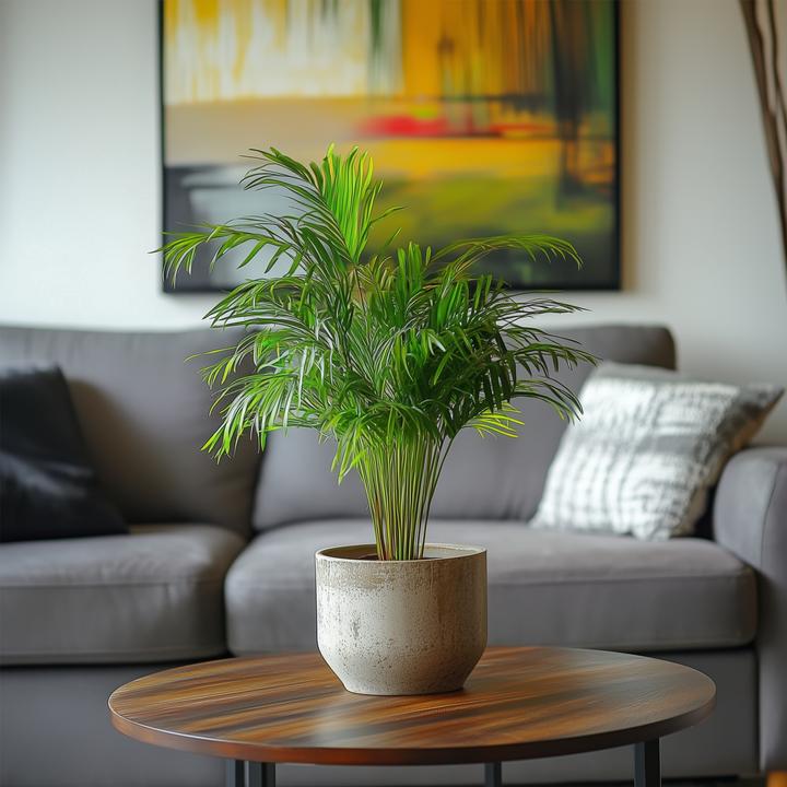 Immagine prodotto Plant in a Box Dypsis Lutescens - Set di 4 palme da frutta Areca Gold (30 cm)