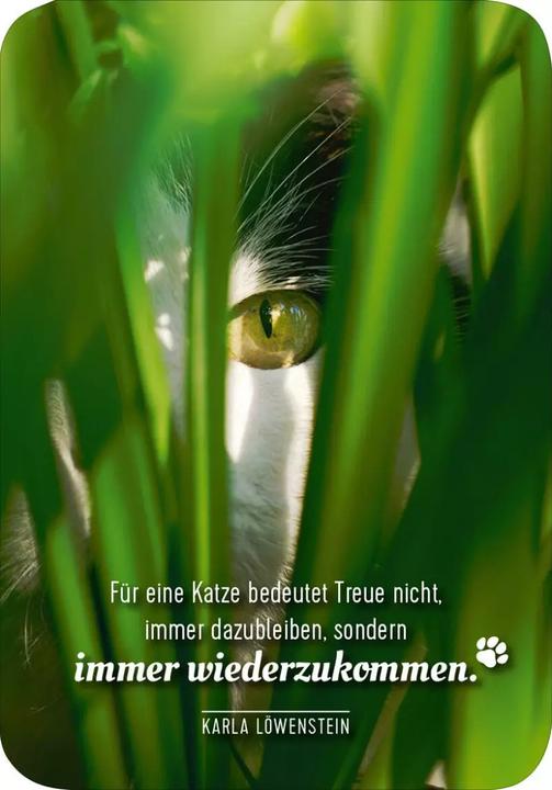 Produktbild Kartenbox Katzenweisheiten (Deutsch, 2023)