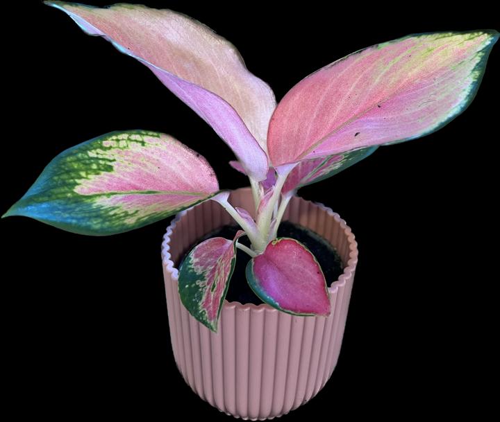 Produktbild Mahaloplants Aglaonema Red Dragon (8 cm, Frisch umgetopft)