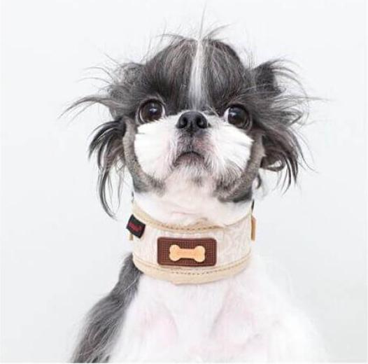 Immagine prodotto Puppia Gala Neckguard Nero S (S, Cane)