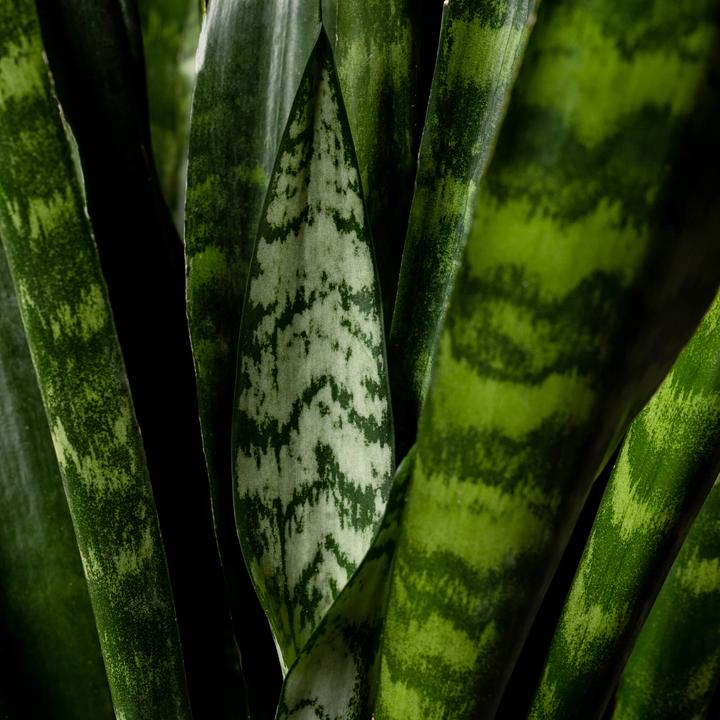 Immagine prodotto Mary and Plants Sansevieria Trifasciata Zeylanica (70 cm)