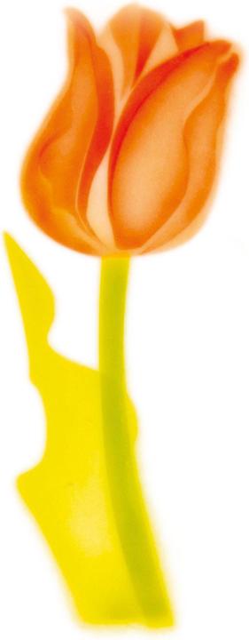 Produktbild Martellato Airbrush Schablone Tulpe