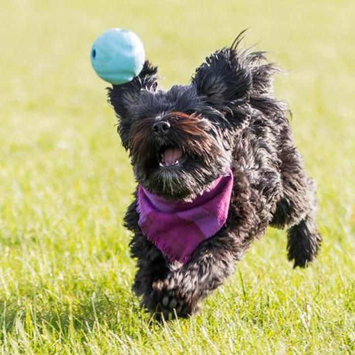 Produktbild Chuckit! CHUCK IT! The whistler dog ball M - Hundeball - 2 Stück(e) (Kauspielzeug Hund)