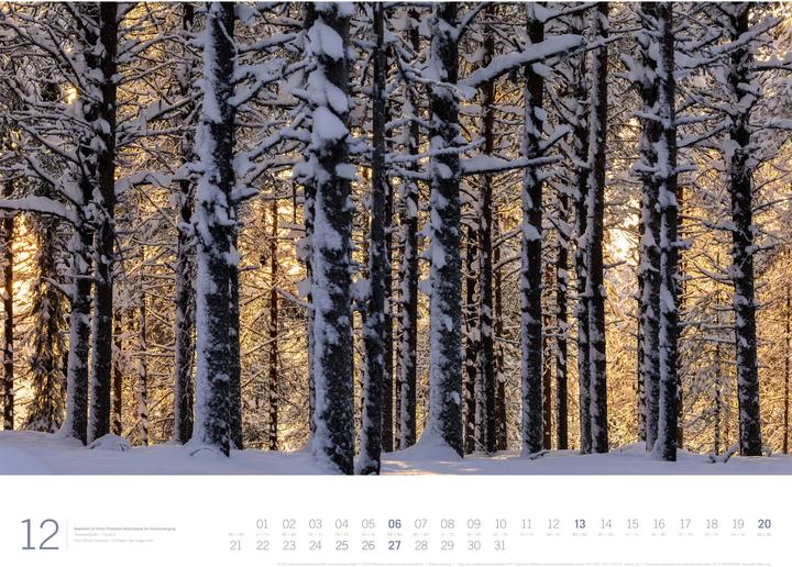 Image du produit Wald - Gallery Kalender 2026 (66 x 50 cm, Couverture rigide, Anglais, Allemand)