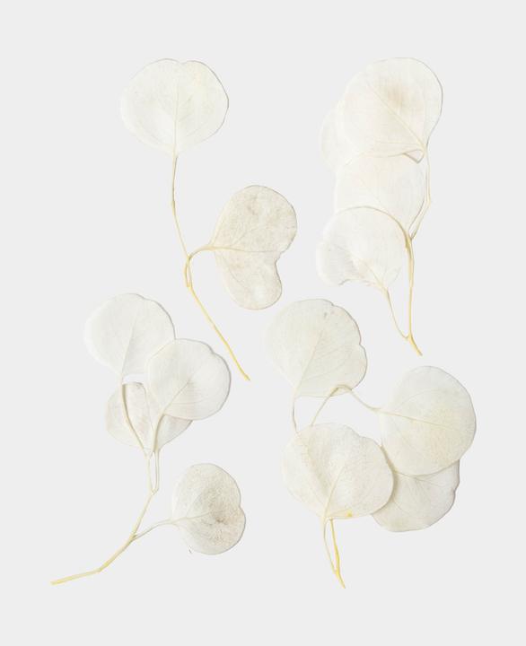 Produktbild I Am Creative Trockenblumen Eucalyptus (Trockenblumen)