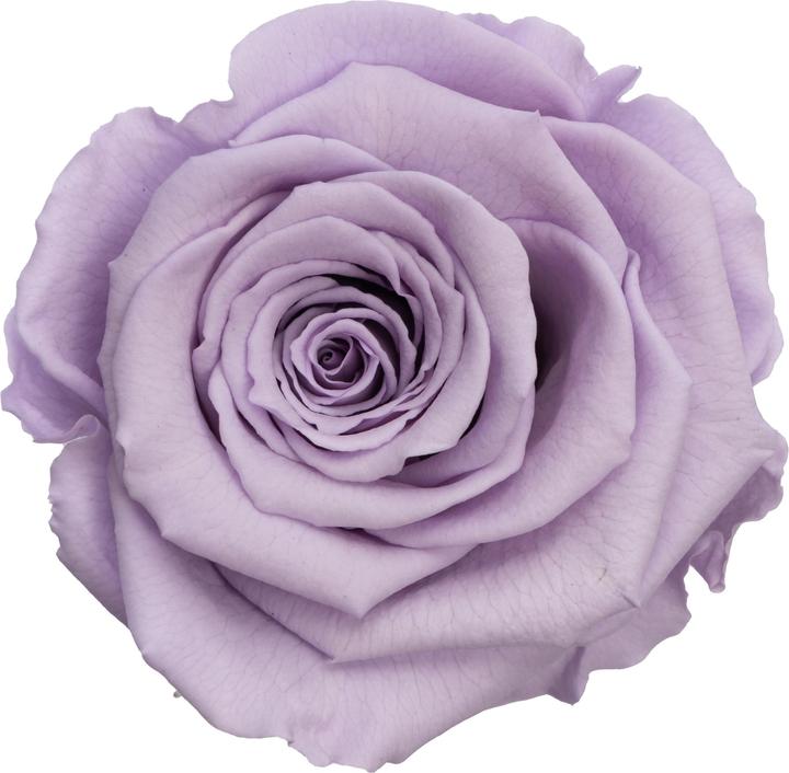 Actual product image Migros Ostschweiz Premium rose (stabilised rose) in gift box (Infinity Flowers)