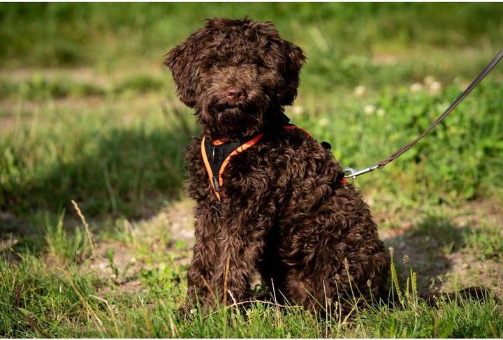 Immagine prodotto Grossenbacher Vasellame variegato XS Arancione (XS, Cane, Generale)