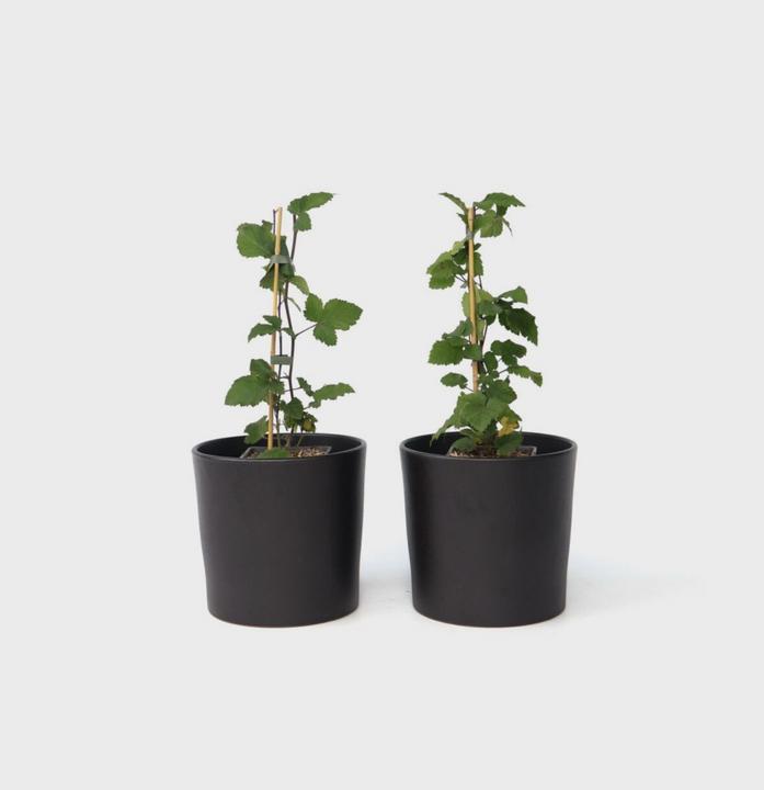 Actual product image Plant in a Box Ribes rubrum Jonkheer van Tets - Currant set of 2 (50 cm)