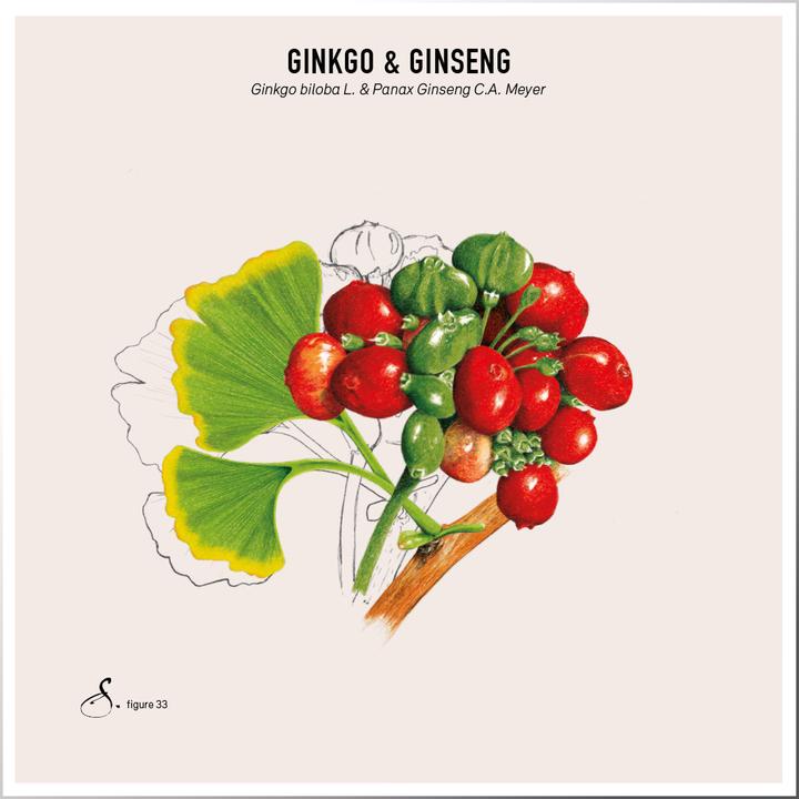 Image du produit Sekoya Ginkgo & Ginseng | Pour la mémoire (60 pièce(s), Capsules, 31 g)