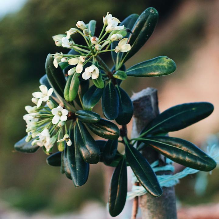 Image du produit Plant in a Box Pittosporum tobira nanum - Laurier (30 cm)