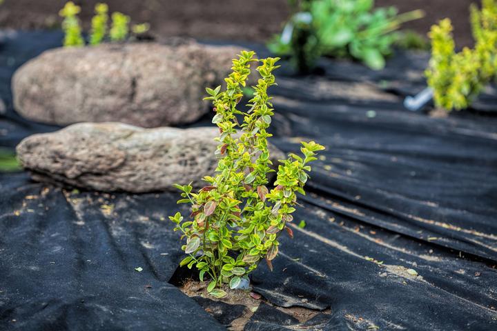 Produktbild Aquagart 150m x 1m Unkrautvlies UV-Stabil mit 2 Oberflächen Gartenvlies Mulchvlies PES/PP