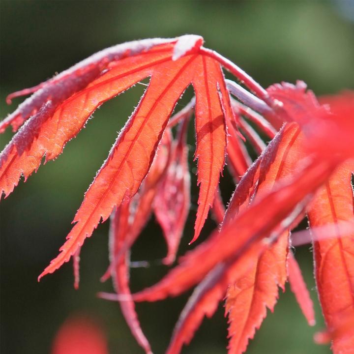 Produktbild Plant in a Box Acer palmatum 'Inaba-shidare' - 2er Set Japanischer Ahorn (30 cm)