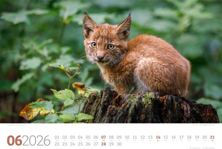 Immagine prodotto Tierwelt Wald Kalender 2026 (45 x 33 cm, Copertina rigida, Tedesco)