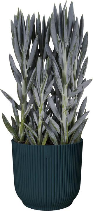 Image du produit Elho Vibes (25 cm)