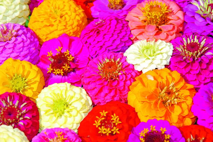 Produktbild Zollinger Bio Zinnie, Liliput (einjährig) (Blumenzwiebel)
