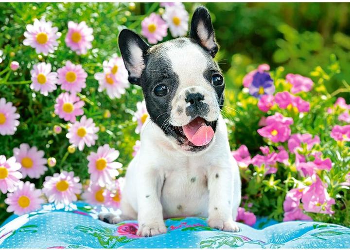 Image du produit Castorland Puzzle French Bulldog Puppy 500 pièces (500 pièces)