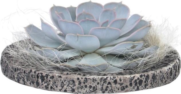 Image du produit Plant in a Box Echeveria lilacina - Koala Bowl (8 cm)