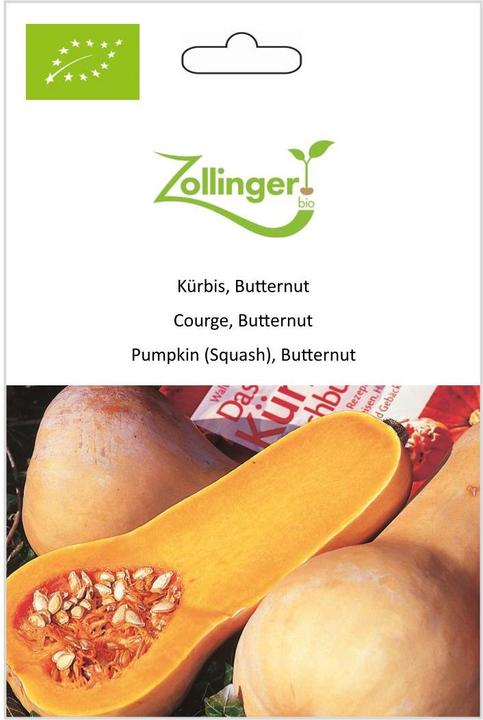 Zollinger Bio Kürbis, Butternut (Keimlinge)