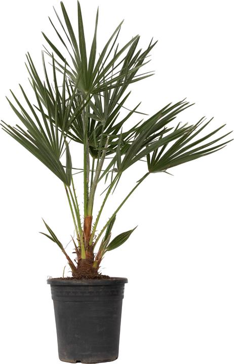 Plant in a Box Chamaerops Humilis - Zwergpalme (80 cm)