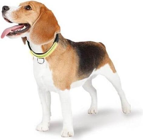 Immagine prodotto Swisspet Collare fluorescente Fluo (L, Cane, Generale)