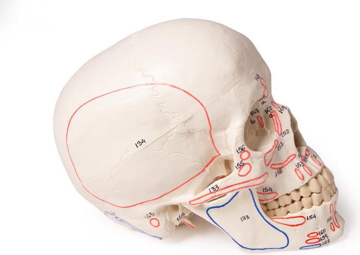 Immagine prodotto Erler Zimmer Modello di cranio, in 3 parti, con marcature muscolari