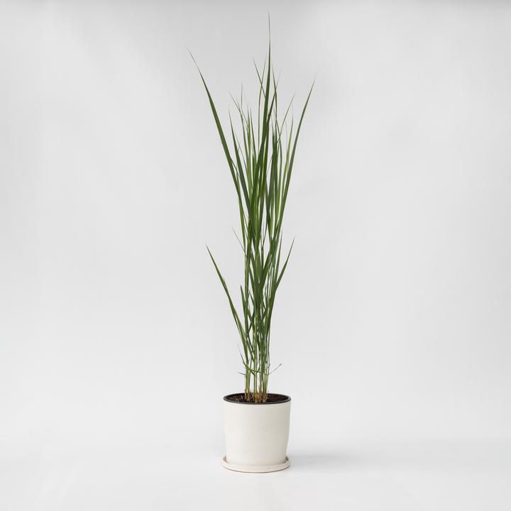 Immagine prodotto Plant in a Box Panicum virgatum 'Northwind' - Pungitopo (40 cm)