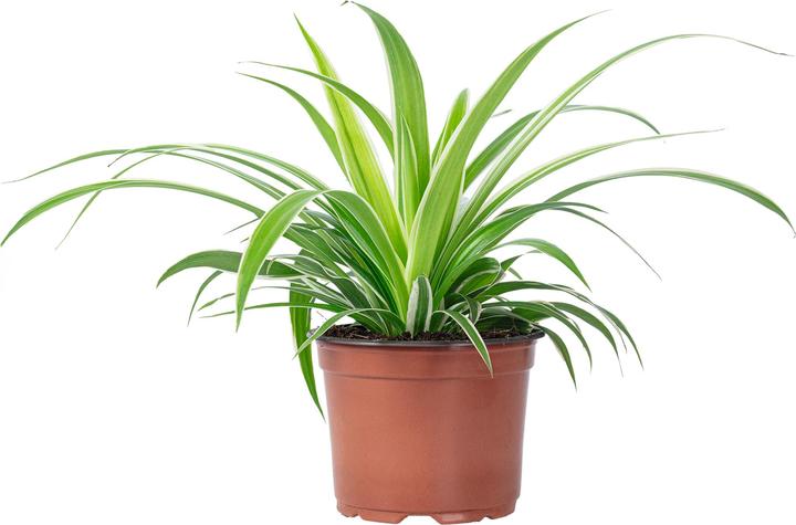 Actual product image Flowerbox Green lily Ocean - height ca. 20 cm, pot-Ø 12 cm - Chlorophytum Comosum (20 cm)